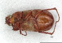 Phyllophaga schultzei image