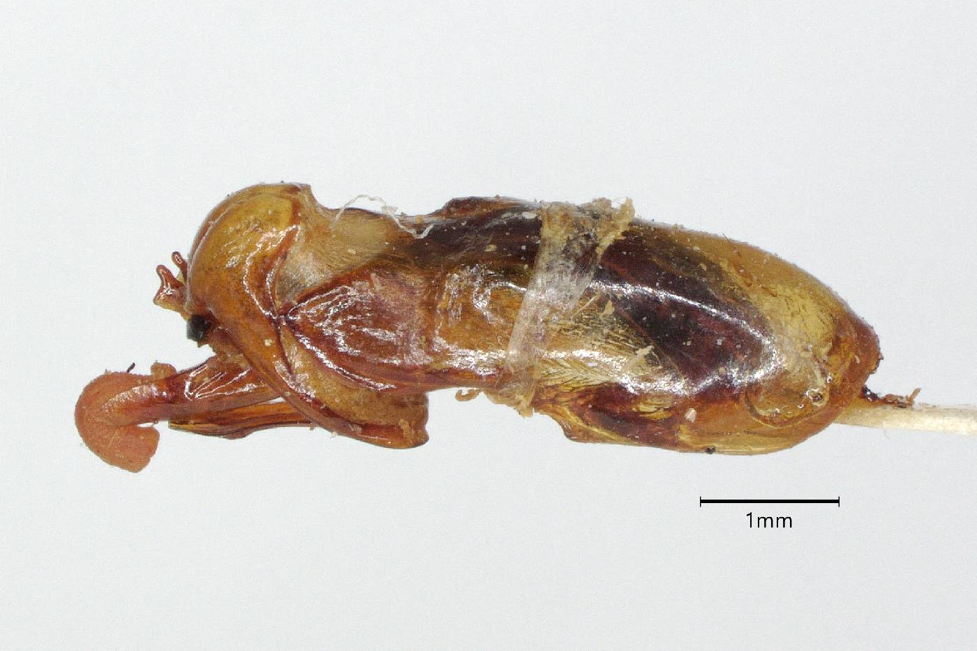 Phyllophaga tejulpilcas image