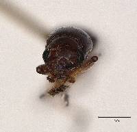 Goniolanguria colombiana image