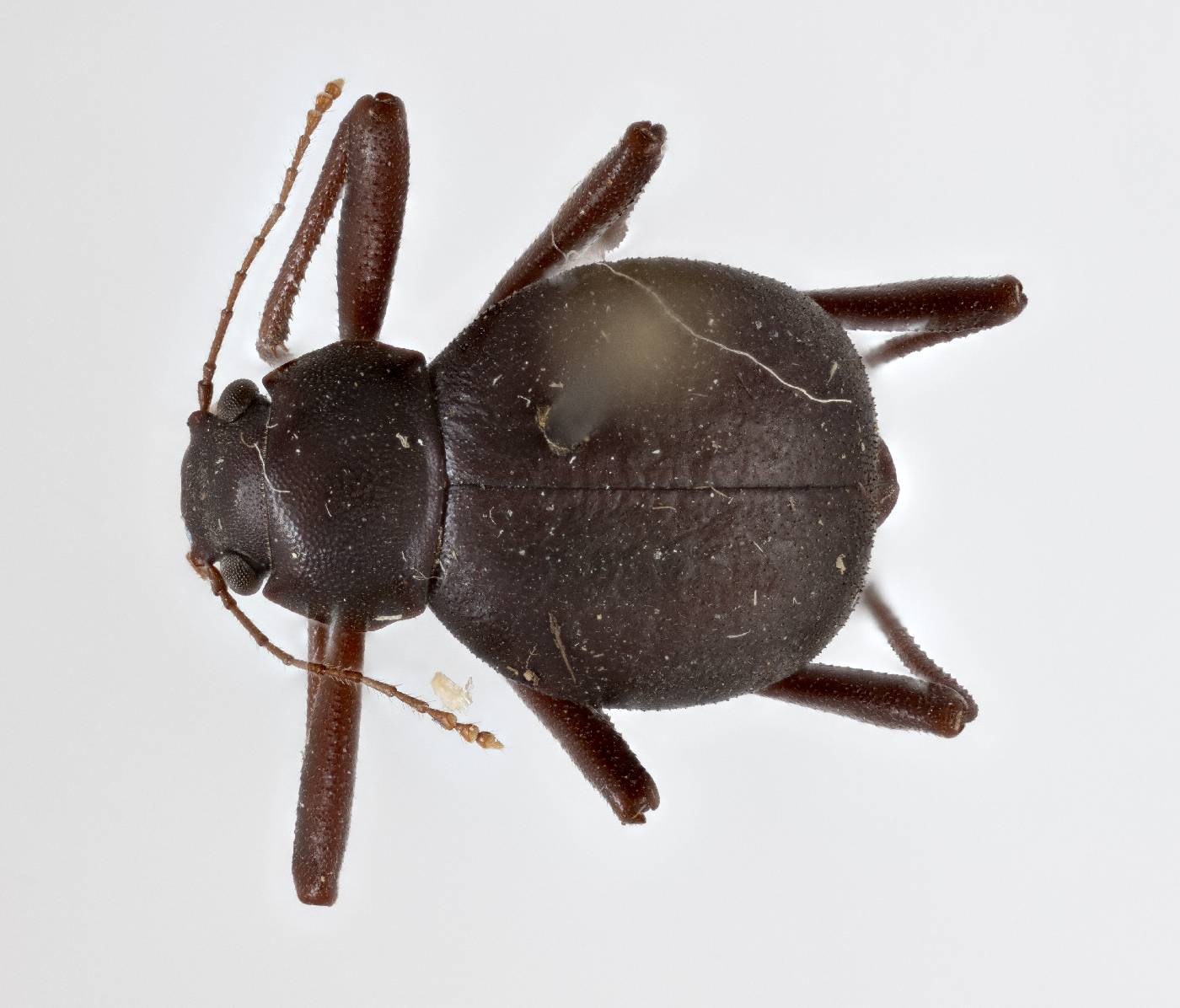 Philorea michelbacheri image