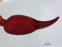 Byrsochernes ecuadoricus image