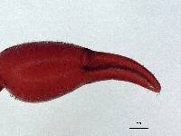 Byrsochernes ecuadoricus image