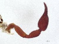 Byrsochernes ecuadoricus image