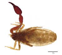 Byrsochernes ecuadoricus image