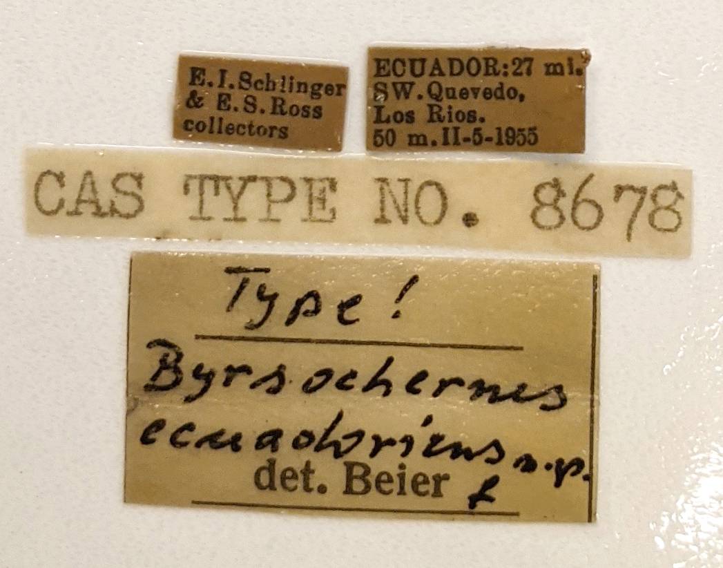 Byrsochernes ecuadoricus image