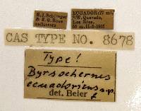 Byrsochernes ecuadoricus image