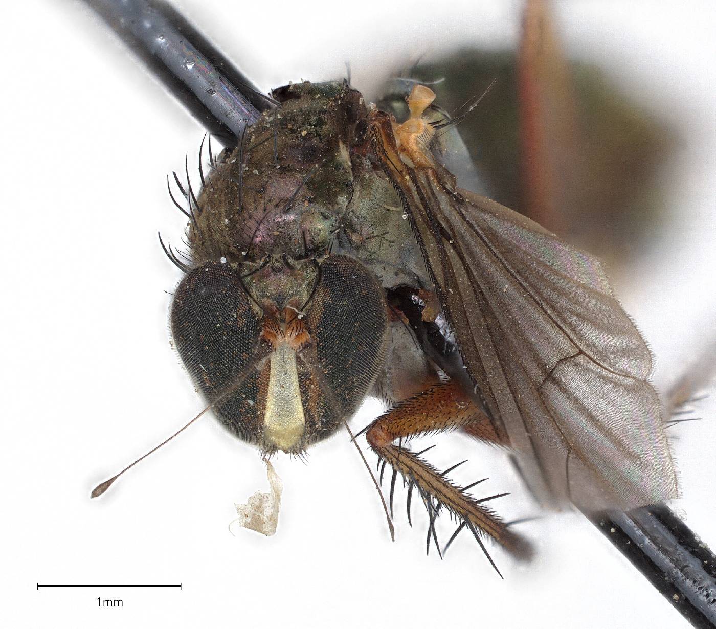 Tachytrechus californicus image
