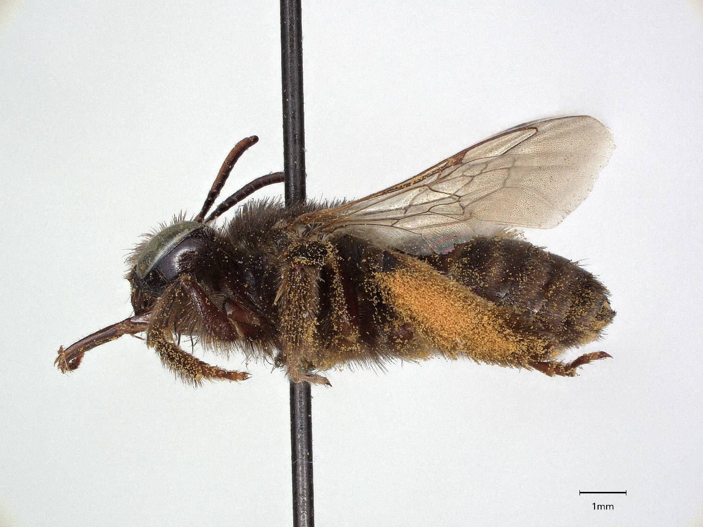 Melissodes pullatella image