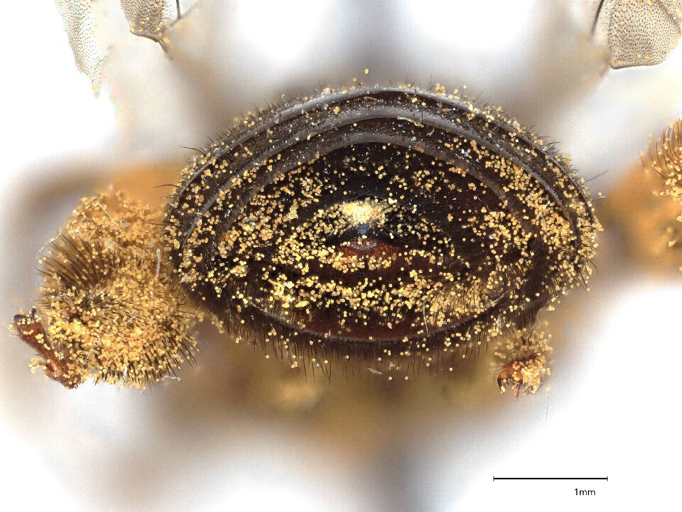 Melissodes pullatella image