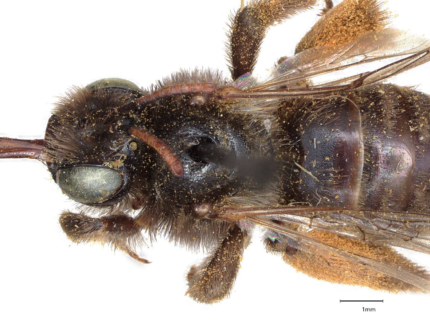 Melissodes pullatella image