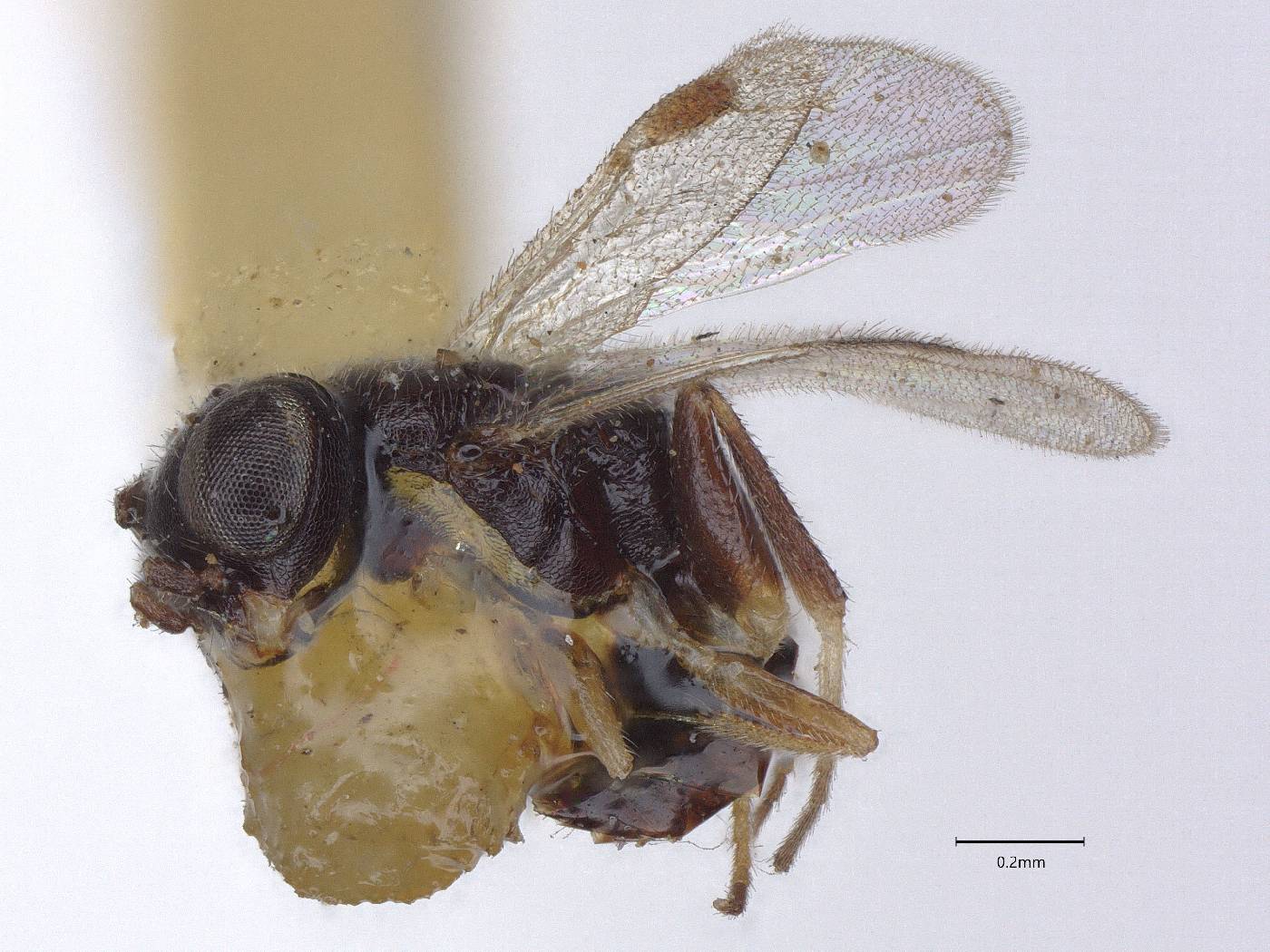 Aphelopus leucopus image