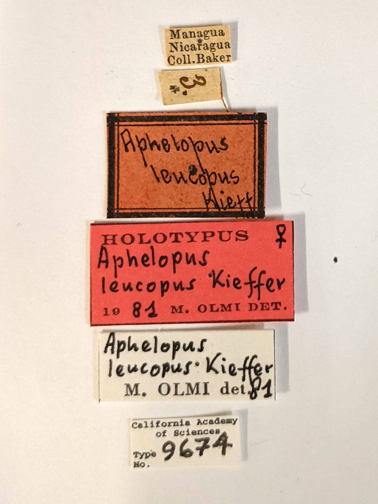 Aphelopus leucopus image