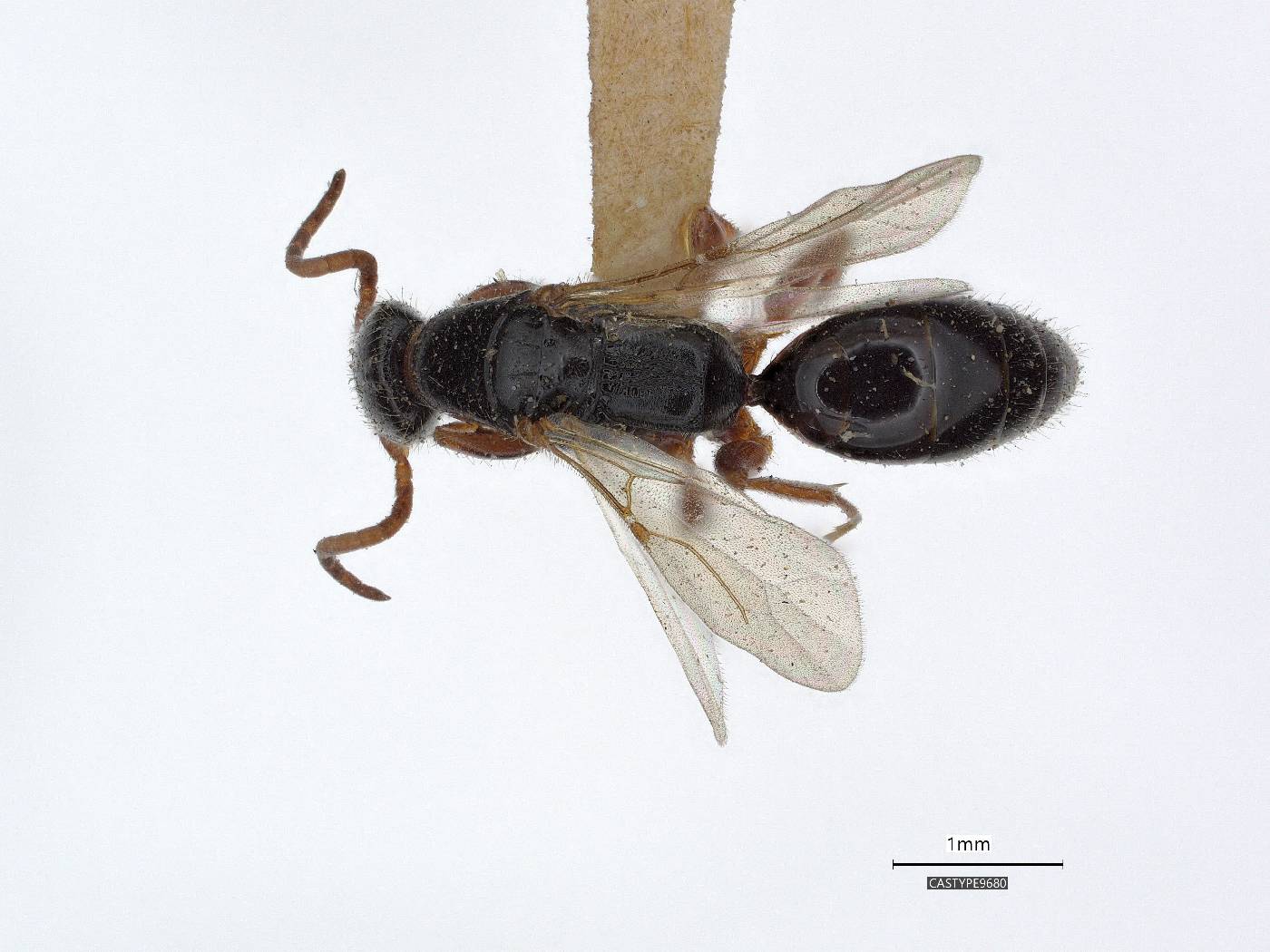 Epyris longicollis image