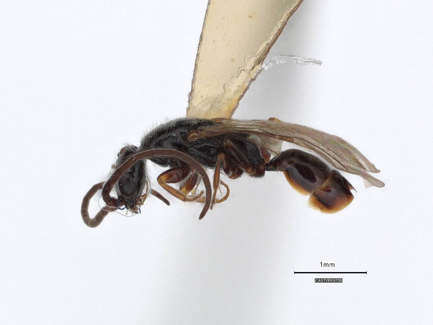 Epyris nudicornis image