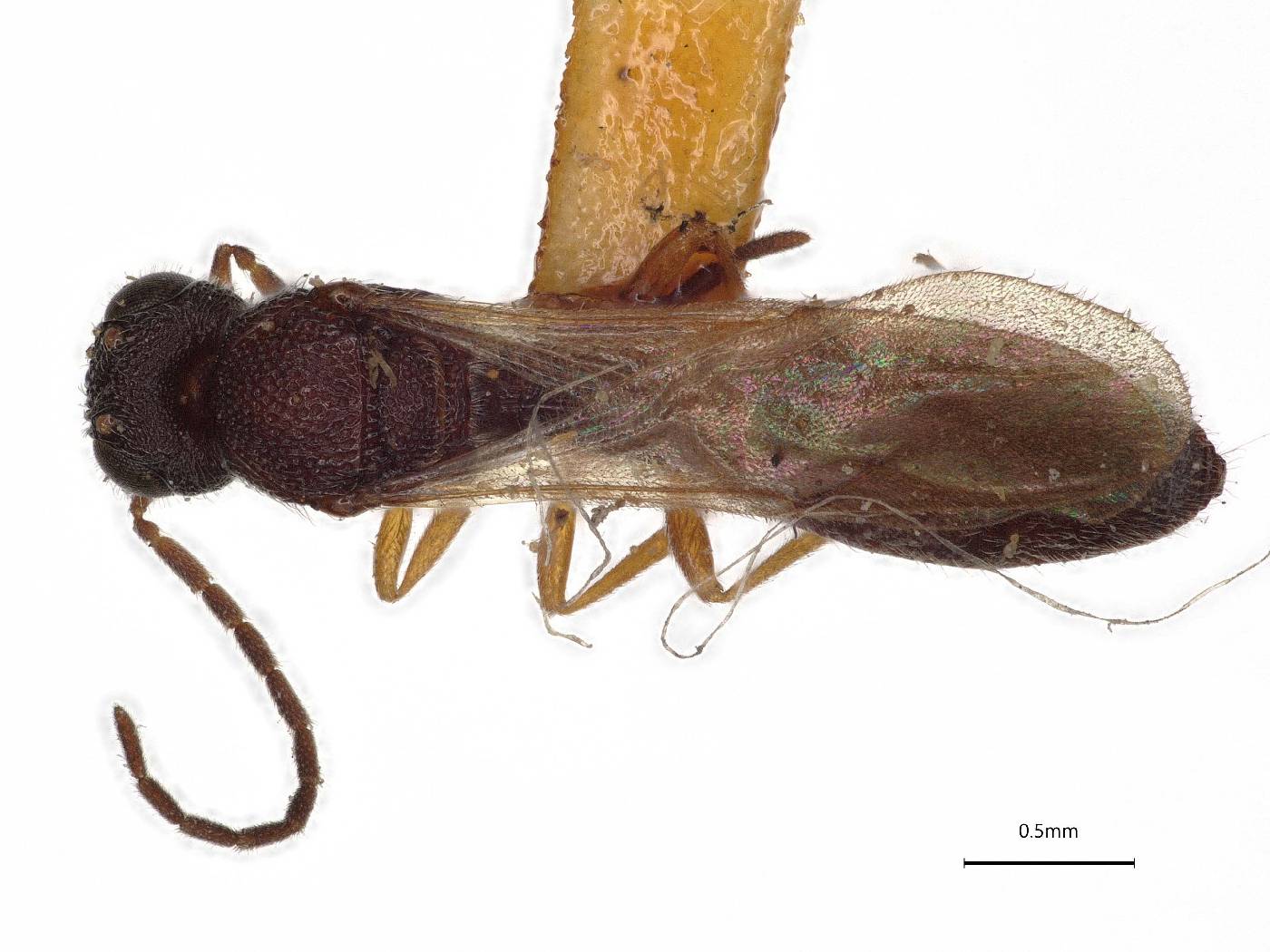 Procacus striatigena image