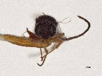 Procacus striatigena image