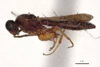Procacus striatigena image