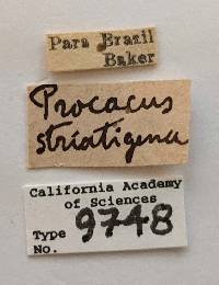 Procacus striatigena image