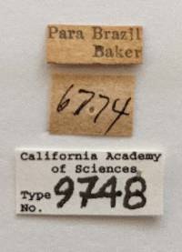 Procacus striatigena image