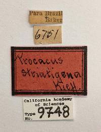 Procacus striatigena image