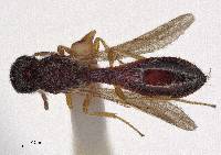 Procacus striatigena image