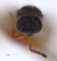 Procacus striatigena image