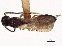 Procacus striatigena image