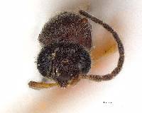 Procacus striatigena image