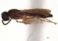 Procacus striatigena image
