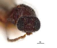 Procacus striatigena image