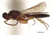 Procacus striatigena image