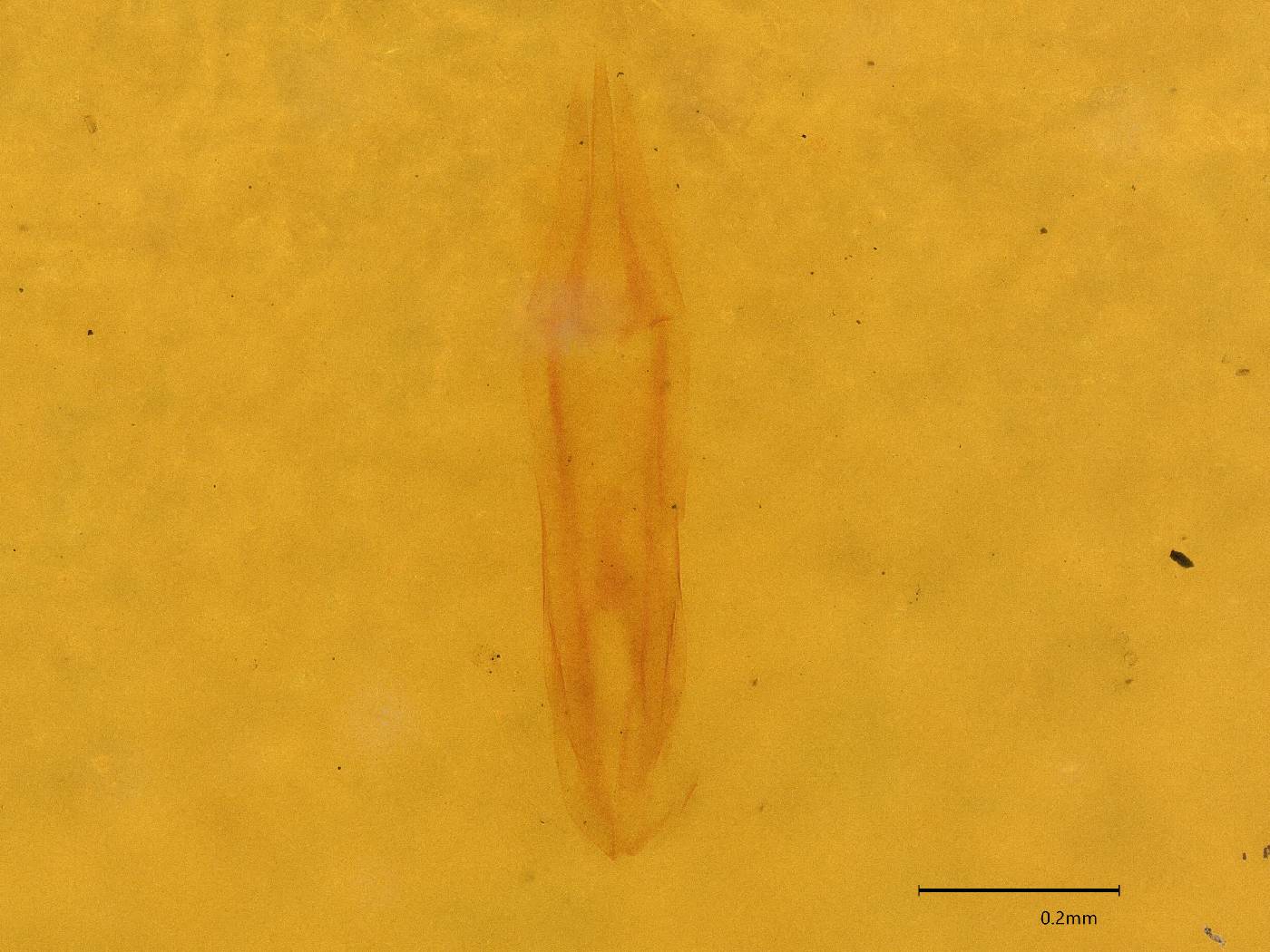 Throscus image