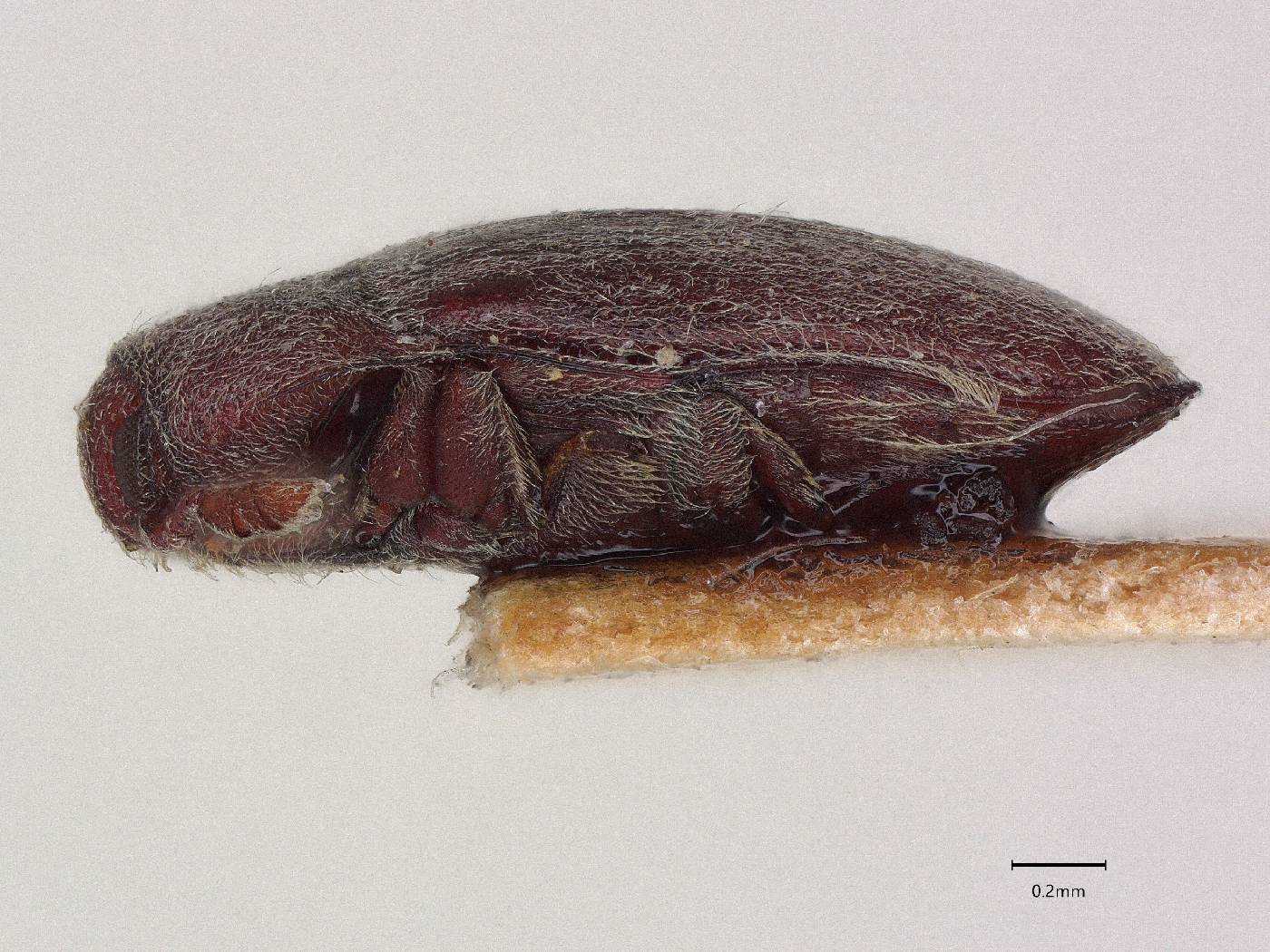 Throscus image