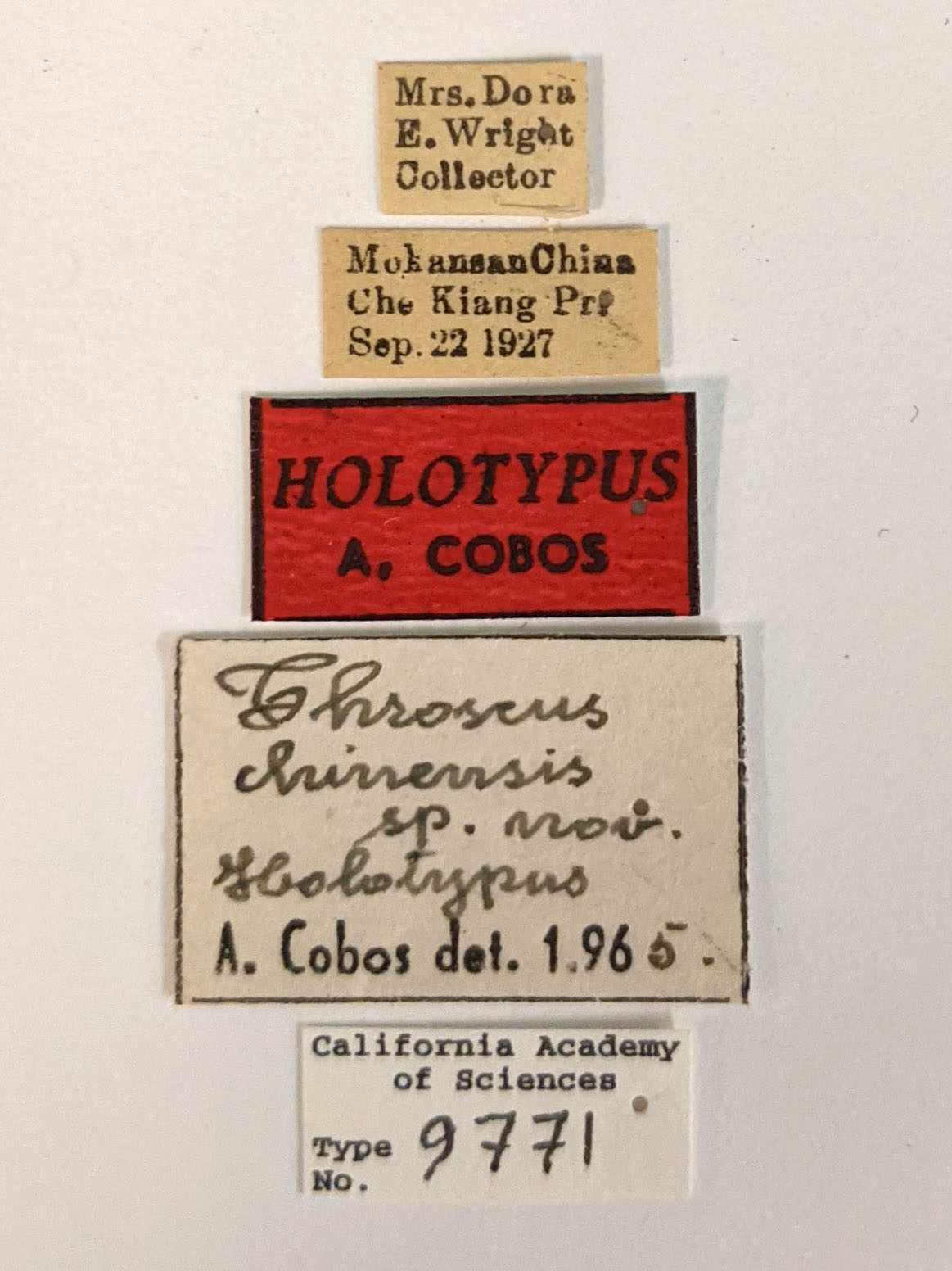 Throscus chinensis image