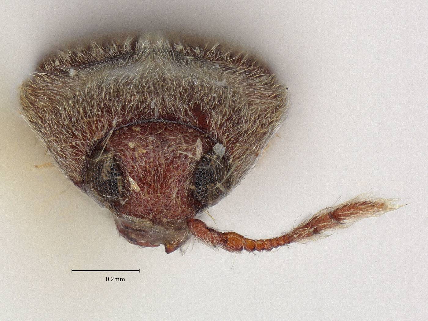 Throscus image