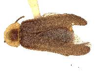 Phausis dorothae image