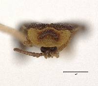 Phausis dorothae image
