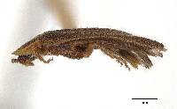 Phausis dorothae image