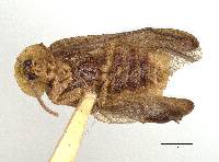 Phausis dorothae image