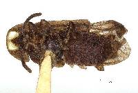 Phausis rhombica image