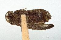 Phausis skelleyi image
