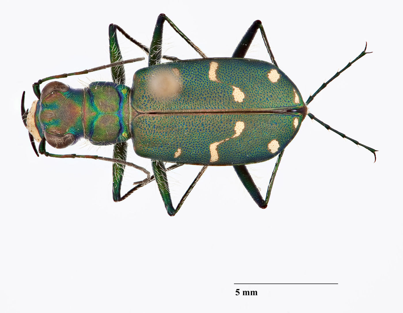 Cicindela depressula image