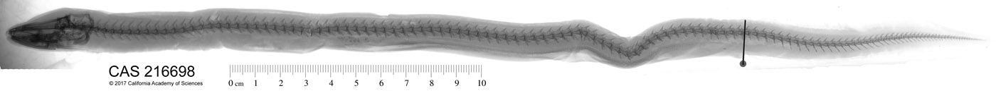 Ophisternon bengalense image
