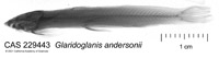 Glaridoglanis andersonii image