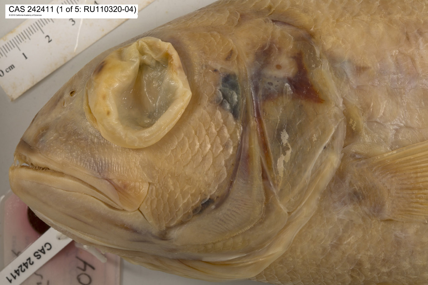 Etelis carbunculus image