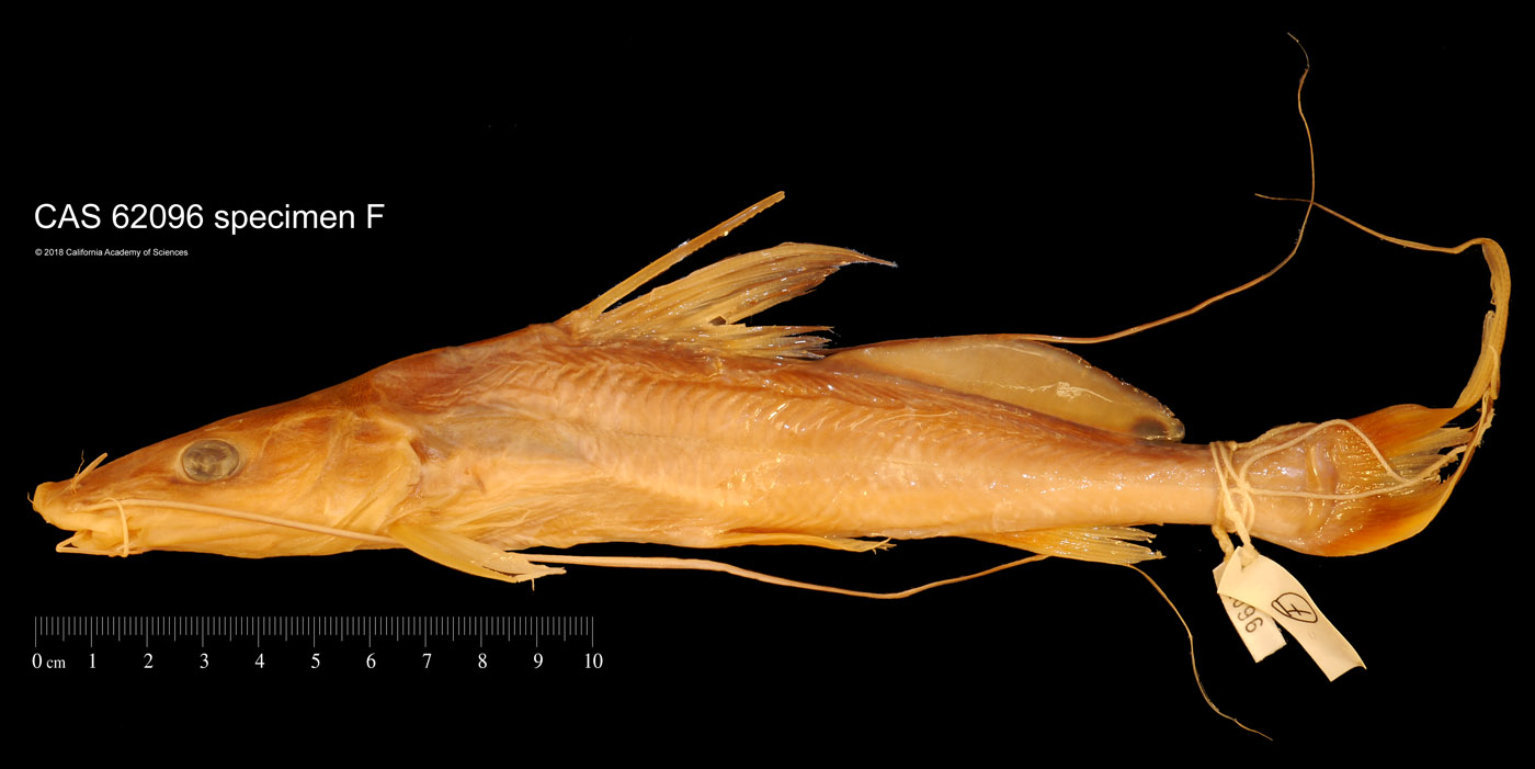 Sperata aor image