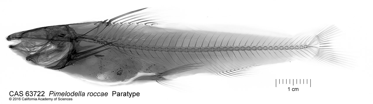 Pimelodella roccae image