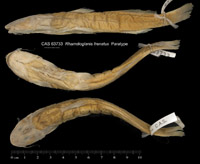 Rhamdioglanis frenatus image