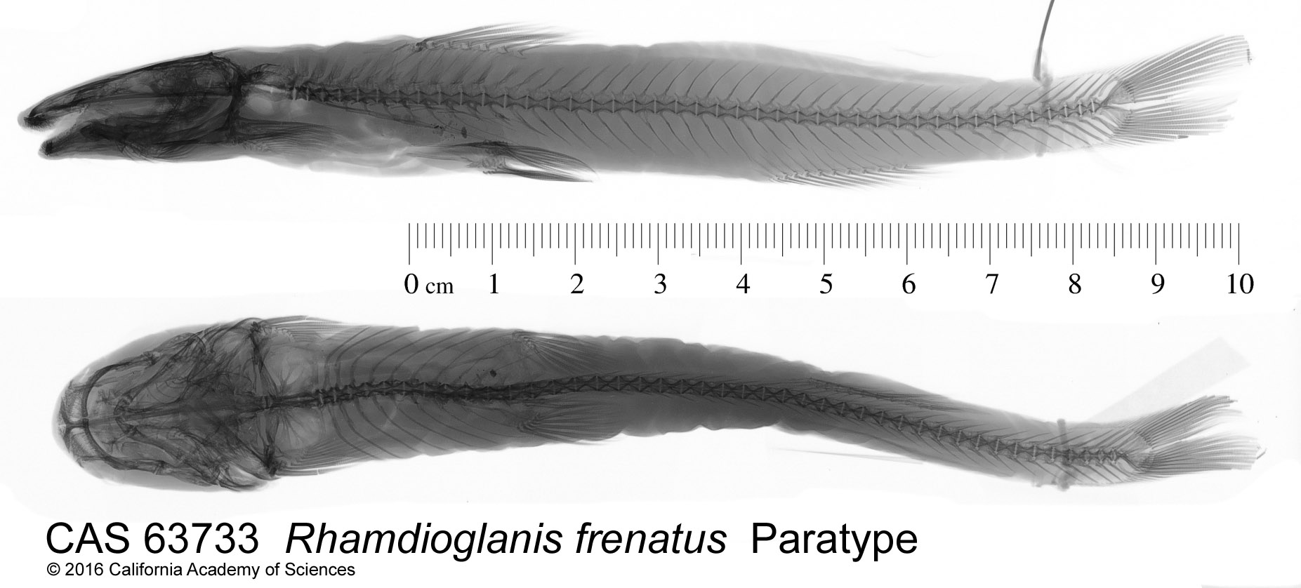 Rhamdioglanis frenatus image