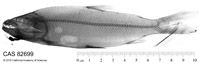 Image of Hydrocynus brevis